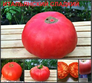 ИТАЛЬЯНСКИЙ СЛАДКИЙ (ITALIAN SWEET) - ранний крупный малиновый бифштекс, 10 семян ИТАЛЬЯНСКИЙ СЛАДКИЙ (ITALIAN SWEET) - ранний крупный малиновый бифштекс, 10 семян