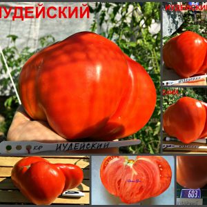 ИУДЕЙСКИЙ (JEWISH, JEWIS) - раннее огромное красное сердце, 5 семян