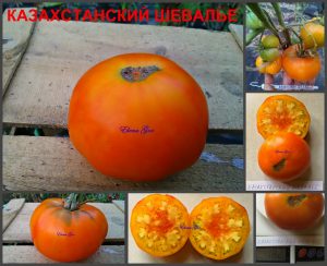 КАЗАХСКИЙ ШЕЛАВЬЕ (KAZAKHSTAN SHELAV'E) - яркий сладкий биколор, 10 семян