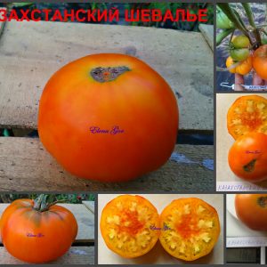 КАЗАХСКИЙ ШЕЛАВЬЕ (KAZAKHSTAN SHELAV'E) - яркий сладкий биколор, 10 семян