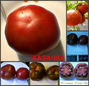 КАЗАЧКА (COSSACKA) - пурпурный томат среднего размера, 10 семян