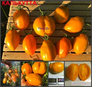 КАЛЬКУТТА (CALKUTTA) - оранжевая урожайная сливка, 10 семян Купить семена овощей