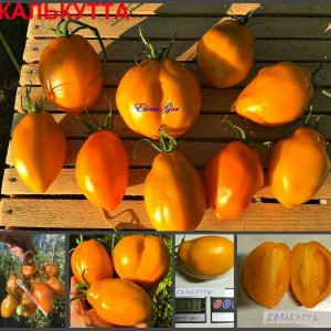 Купить семена овощей