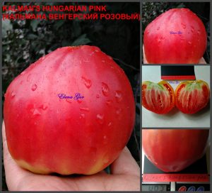 КАЛЬМАНА ВЕНГЕРСКИЙ РОЗОВЫЙ (Kalman's Hungarian Pink) - малиновое сердце, 10 семян КАЛЬМАНА ВЕНГЕРСКИЙ РОЗОВЫЙ (Kalman's Hungarian Pink) - малиновое сердце, 10 семян