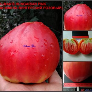КАЛЬМАНА ВЕНГЕРСКИЙ РОЗОВЫЙ (Kalman's Hungarian Pink) - малиновое сердце, 10 семян