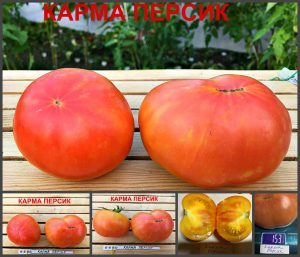 КАРМА ПЕРСИК (KARMA APRICOT) - ранний сладкий биколор, 10 семян КАРМА ПЕРСИК (KARMA APRICOT) - ранний сладкий биколор, 10 семян
