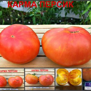 КАРМА ПЕРСИК (KARMA APRICOT) - ранний сладкий биколор, 10 семян