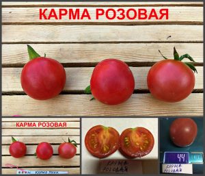 КАРМА РОЗОВАЯ (KARMA PINK) - ранний сладкий розовый черри, 10 семян КАРМА РОЗОВАЯ (KARMA PINK) - ранний сладкий розовый черри, 10 семян