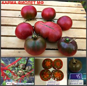 КАРМА ФИОЛЕТ (KARMA VIOLET MULTIFLORA) - ранний сладкий пурпурный черри, 10 семян КАРМА ФИОЛЕТ (KARMA VIOLET MULTIFLORA) - ранний сладкий пурпурный черри, 10 семян