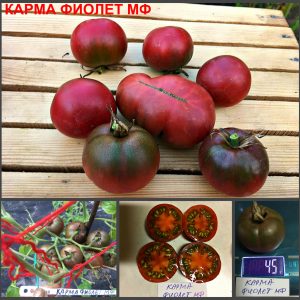 КАРМА ФИОЛЕТ (KARMA VIOLET MULTIFLORA) - ранний сладкий пурпурный черри, 10 семян