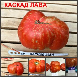 КАСКАД ЛАВА (CASCADE LAVA) - ранний пестрый красный бифштекс, 10 семян