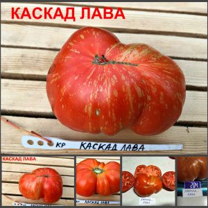 КАСКАД ЛАВА (CASCADE LAVA) - ранний пестрый красный бифштекс, 10 семян