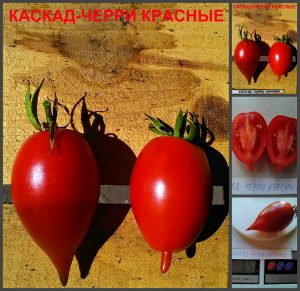 КАСКАД ЧЕРРИ КРАСНЫЕ (CASCADE CHERRY RED)- засолочная красная сливка, 10 семян