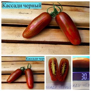 КАССАДИ ЧЕРНЫЙ (CASSADI BLACK) - засолочная шоколадная сливка, 10 семян