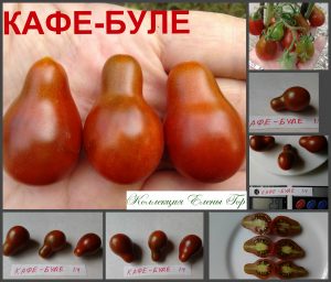 КАФЕ БУЛЕ (CAFE BOULET) - сладкая шоколадная сливка-лампочка, 10 семян