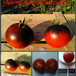 КАШТАНОВЫЙ ШОКОЛАД (CHESTNUT CHOCOLATE) - коричнево-синий сладкий томат, 10 семян