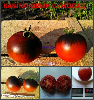 КАШТАНОВЫЙ ШОКОЛАД (CHESTNUT CHOCOLATE) - коричнево-синий сладкий томат, 10 семян