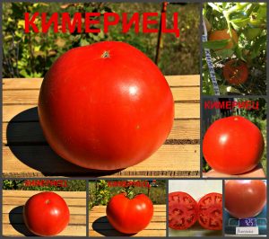 КИМЕРИЕЦ (CIMMERIAN) - ранний полевой урожайный красный крупноплод