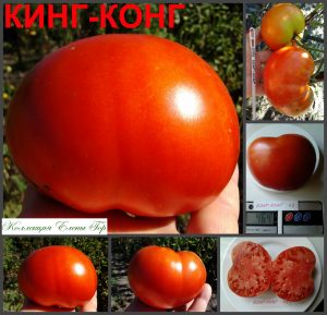 КИНГ-КОНГ (KING KONG) - красный приплюснутый бифштекс, 10 семян