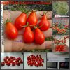 КИСТЬ КРАСНЫХ ГРУШ (RED CLUSTER PEAR) - красная сливка со сложной кистью, 10 семян