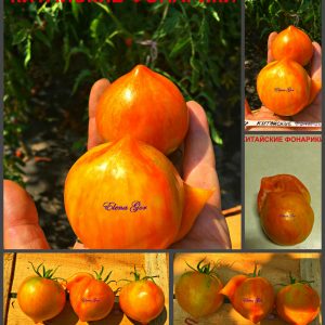 КИТАЙСКИЕ ФОНАРИКИ (CHINESE LANTERNS) - ранний красный полосатая сливка, 10 семян