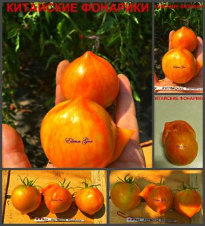 КИТАЙСКИЕ ФОНАРИКИ (CHINESE LANTERNS) - ранний красный полосатая сливка, 10 семян