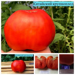 КИТАЙСКИЙ КРУПНОПЛОД (CHINESE LARGE-FRUITED) - раннее крупное красное сплющенное сердце, 5 семян