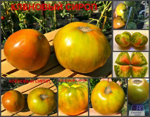 КЛЕНОВЫЙ СИРОП (LE SIROP D'ÉRABLE) - сладкий зелено-красный яркий биколор, 10 семян