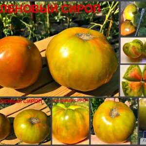 КЛЕНОВЫЙ СИРОП (LE SIROP D'ÉRABLE) - сладкий зелено-красный яркий биколор, 10 семян