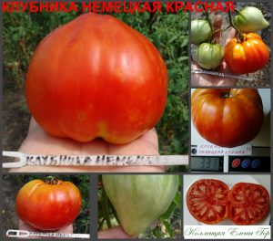 КЛУБНИКА КРАСНАЯ НЕМЕЦКАЯ (GERMAN RED STRAWBERRY) - крупное красное сердце, 10 семян КЛУБНИКА КРАСНАЯ НЕМЕЦКАЯ (GERMAN RED STRAWBERRY) - крупное красное сердце, 10 семян