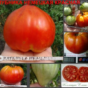 КЛУБНИКА КРАСНАЯ НЕМЕЦКАЯ (GERMAN RED STRAWBERRY) - крупное красное сердце, 10 семян
