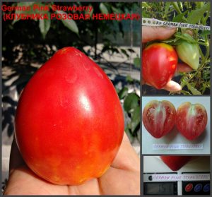 КЛУБНИКА РОЗОВАЯ НЕМЕЦКАЯ (GERMAN PINK STRAWBERRY) - малиновое утонченное сердце, 10 семян