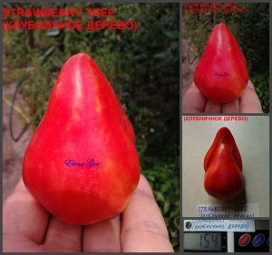 КЛУБНИЧНОЕ ДЕРЕВО (STRAWBERRY TREE) - малиновое утонченное сердце, 5 семян