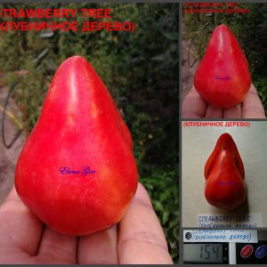 КЛУБНИЧНОЕ ДЕРЕВО (STRAWBERRY TREE) - малиновое утонченное сердце, 5 семян