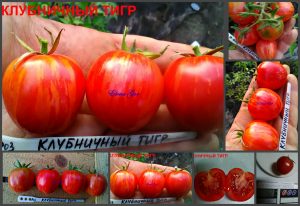 КЛУБНИЧНЫЙ ТИГР (STRAWBERRY TIGER) - розовая полосатая клубничка, 10 семян