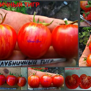 КЛУБНИЧНЫЙ ТИГР (STRAWBERRY TIGER) - розовая полосатая клубничка, 10 семян