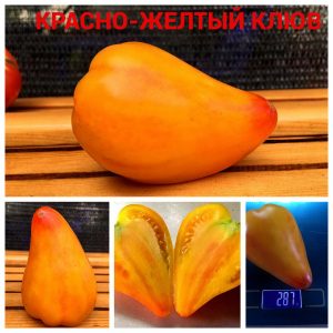 ЛЮВ БИ-КОЛОР (BEAK BI-COLOR) - раннее утонченное сердце биколор
