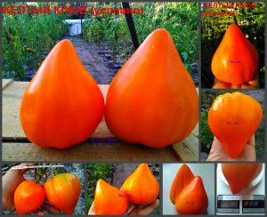 КЛЮВ ЖЕЛТЫЙ (BEAK YELLOW) - раннее утонченное желтое сердце