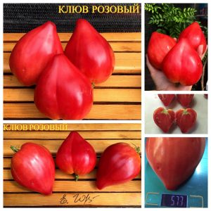 КЛЮВ РОЗОВЫЙ (BEAK PINK) - раннее утонченное розовое сердце