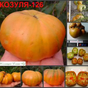 КОЗУЛА-126 (KOZULA-126) - желто-красный бифштекс, биколор, 10 семян