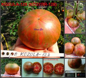 КОЗУЛА-128 (KOZULA-128) - шоколадный бифштекс, 10 семян