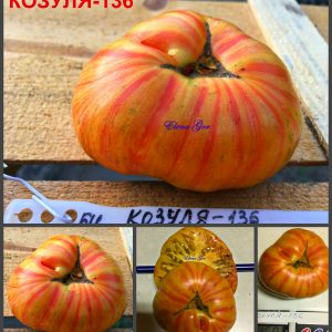 КОЗУЛА-136 (KOZULA-136 ZOLTA ZEBRA PLASKA) - ранний желто-красный бифштекс, биколор, 10 семян