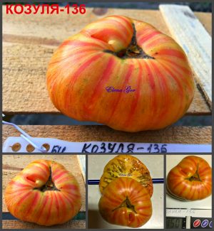 КОЗУЛА-136 (KOZULA-136 ZOLTA ZEBRA PLASKA) - ранний желто-красный бифштекс, биколор, 10 семян