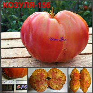 КОЗУЛА-156 (KOZULA-156) - розово-оранжевый яркий биколор, 10 семян