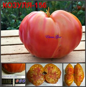 КОЗУЛА-156 (KOZULA-156) - розово-оранжевый яркий биколор, 10 семян