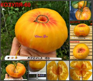 КОЗУЛА-60 (KOZULA-60) - крупный желто-красный бифштекс, биколор, 10 семян