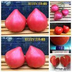 Купить семена огурцов
