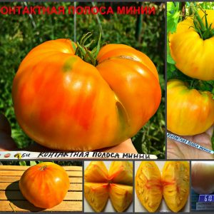 КОНТАКТНАЯ ПОЛОСА МИНИИ (Minnie's Pin stripe) - крупный желто-красный биколор, 10 семян
