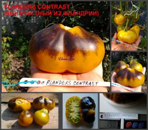 КОНТРАСТНЫЙ ИЗ ФЛАНДРИИ (FLANDERS CONTRAST) - бронзово-шоколадный сладкий трюфель, антоциан, 10 семян КОНТРАСТНЫЙ ИЗ ФЛАНДРИИ (FLANDERS CONTRAST) - бронзово-шоколадный сладкий трюфель, антоциан, 10 семян