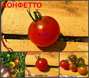 КОНФЕТТО (CONFETTO) - ранний урожайный красный коктейльный томат, 10 семян